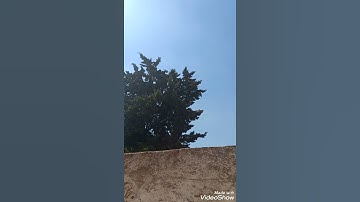 القارئ محمد طارق ⁦❤️⁩