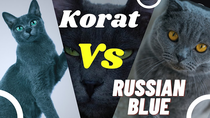 Watch the video about Korat vs Russian Blue 😻 CAT Breed Comparison