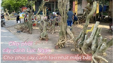 Chợ phôi cây cảnh lớn nhất miền bắc | chợ phôi duối củ phong vân lục ngạn bắc giang