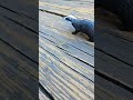 Nobody trusts Raccoons