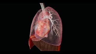 Chest Revivals Explained