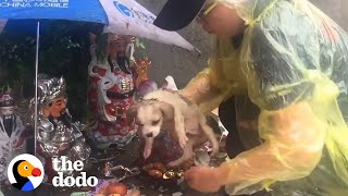 Tiny Stray Puppy Found Shivering In The Rain Loves To Chase The Person Who Saved Him | The Dodo