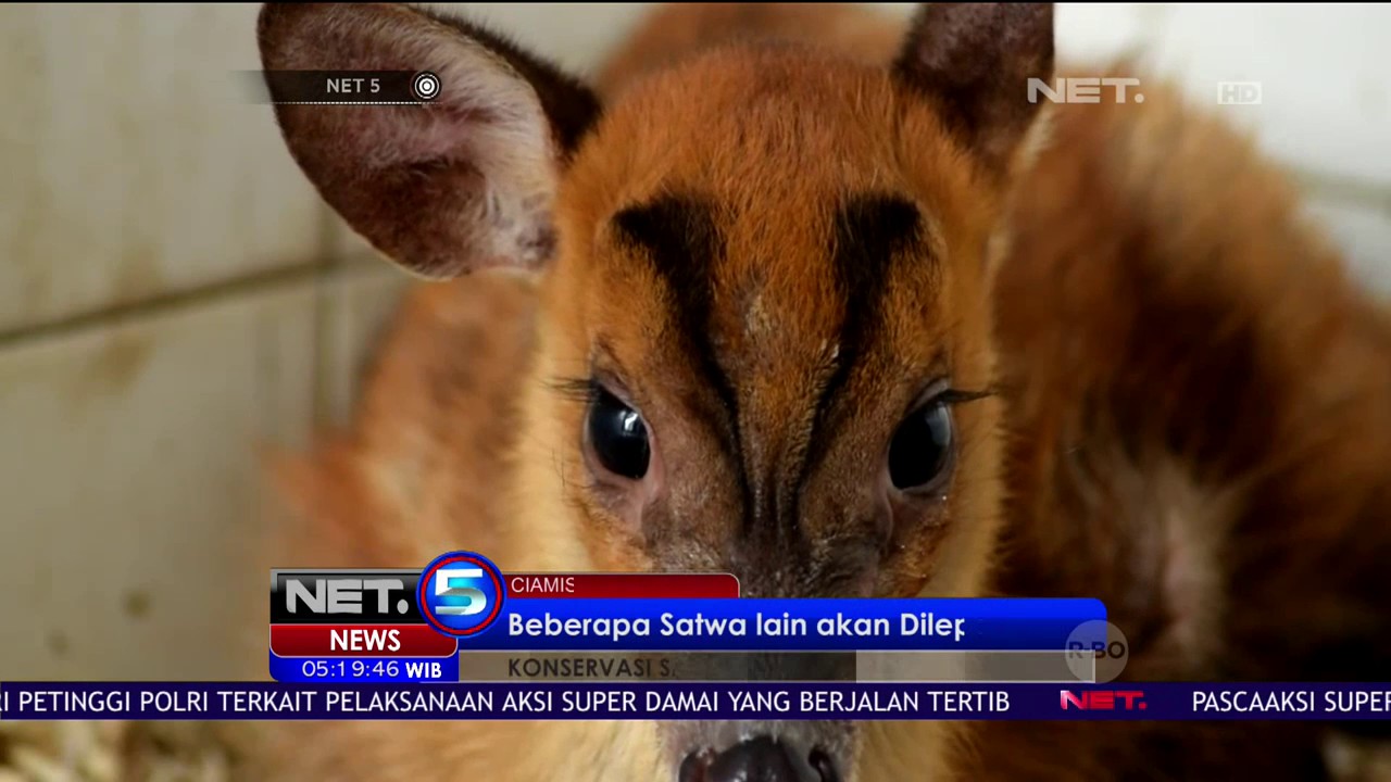 BKSDA Jawa Barat Mengamankan Seekor Kijang Yang Dipelihara Warga Kuningan - NET 5