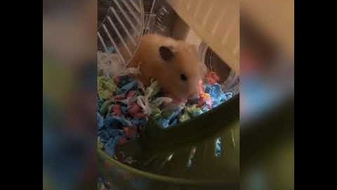 NHỮNG KHOẢNH KHẮC HÀI HƯỚC, VUI NHỘN CỦA HAMSTER 🐹 - 01