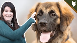 5 Reasons Why YOU SHOULD Get A LEONBERGER