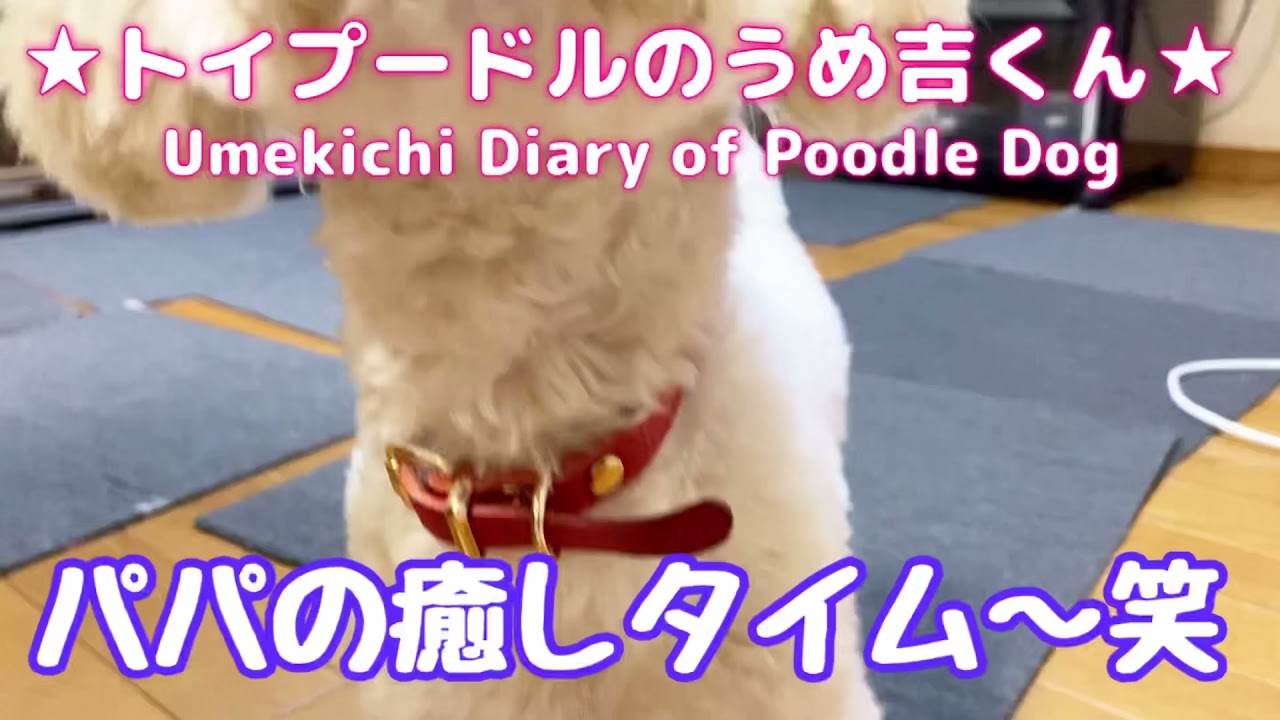 パパの癒しタイム 笑 トイプードルのうめ吉くん 357日目 Umekichi Diary Of Poodle Dog Youtube