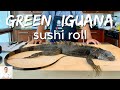 Green godzilla iguana sushi  catch clean cook