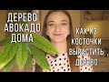 Как вырастить авокадо из косточки в домашних условиях. Проращиваем авокадо