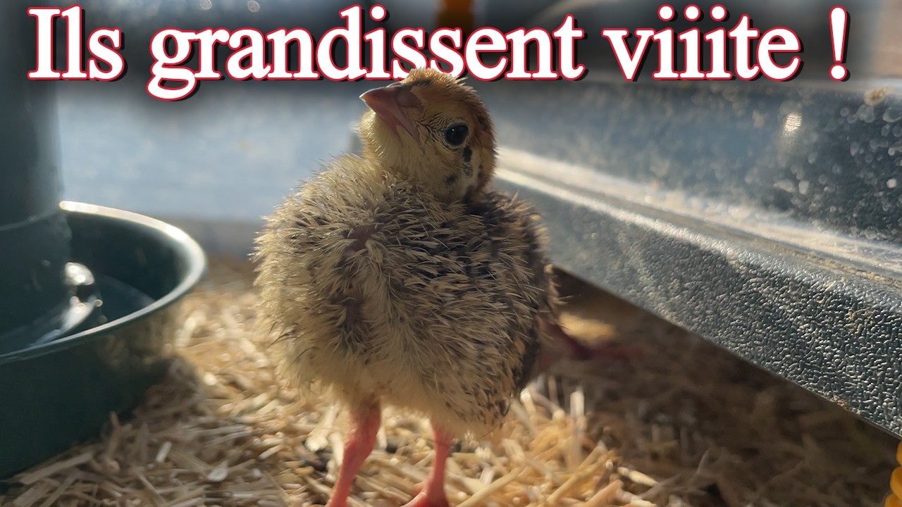 Les cailleteaux sont déjà tout plumés !! On fait le point 🐥