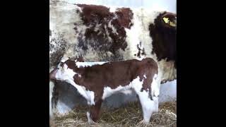 The Terminal and the Replacement Beef Index changes explained