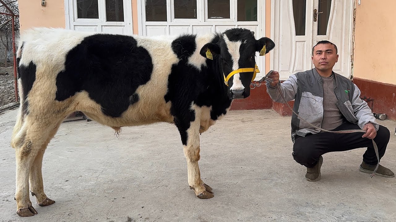 	9.000 MLN DAN KOCHAT OLA PARODA BUQALAR KELDI SHOK 😱 