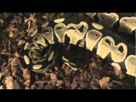 lizard skin grips Ball Python Update