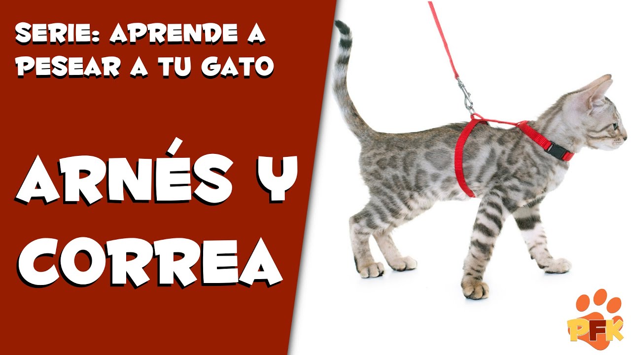 CÓMO PASEAR A TU GATO, SACAR TU GATO CON ARNÉS Y CORREA