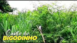 CANTO ORIGINAL DO BIGODINHO DO MARANHÃO! ( bigodinho & Cia)