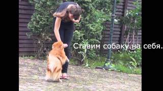 Обучение : "Ножки", "На меня", "Пошли", "Прыг", "Вокруг" P.s. ЧиП=) Обучение : "Ножки", "На меня", "Пошли", "Прыг", "Вокруг" P.s. ЧиП=)