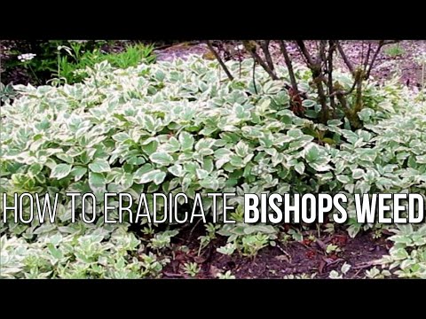 Video: Snö på berget tappar färg: orsaker till att biskopens ogräs förlorar sin variation