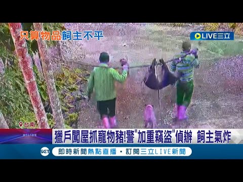 寵物被殺是毀損罪？農夫作物被毀懷疑遭山豬破壞 找"阿里山獵戶"獵捕 警以"竊盜.毀損罪"處理 "寵物豬"遭殺飼主崩潰：跟土匪沒兩樣│記者 王紹宇 朱怡蓉│【萌寵54來當家】20221113│三立新