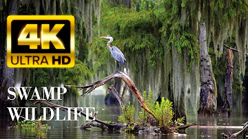 Swamp Wildlife 4K - Amazing Ecosystem Of The Animals On The Wetlands | Relaxing music, Nature Sound