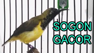 Sogon gacor ngriwik ngekek dengar suaranya dijamin bakal nyaut sogon bahan