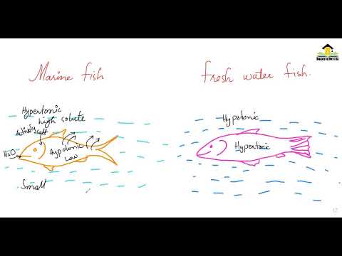 ቪዲዮ: Osmoregulation ምንድን ነው?