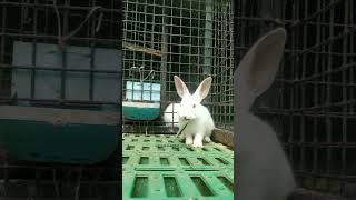 #rabbit #feeding #yelagiri #hills #station #funderapark #muyal #kutty #zoo #animals #pets #love #wow