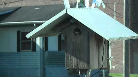 Second Tree Swallow Nestling Fledges