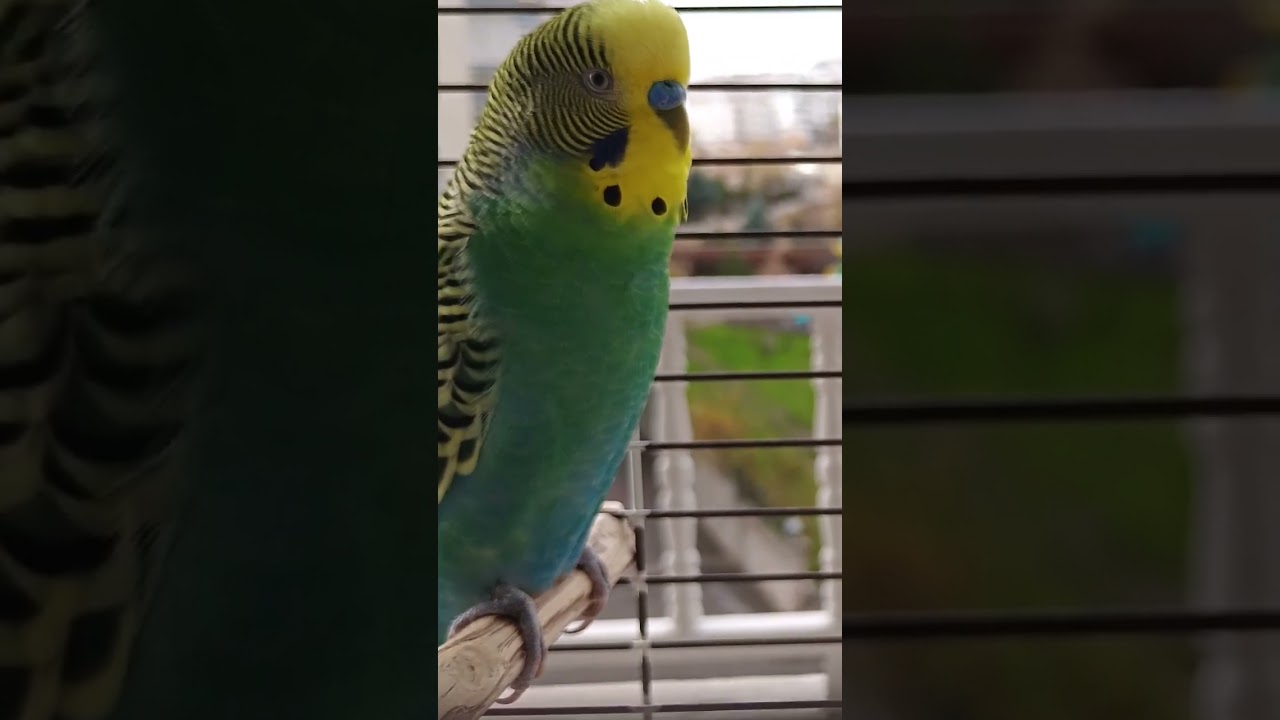 Şiveli Muhabbet Kuşu 😁 #birds #budgies #parakeet #birdslover #birdsounds #cute #muhabbetkuşu
