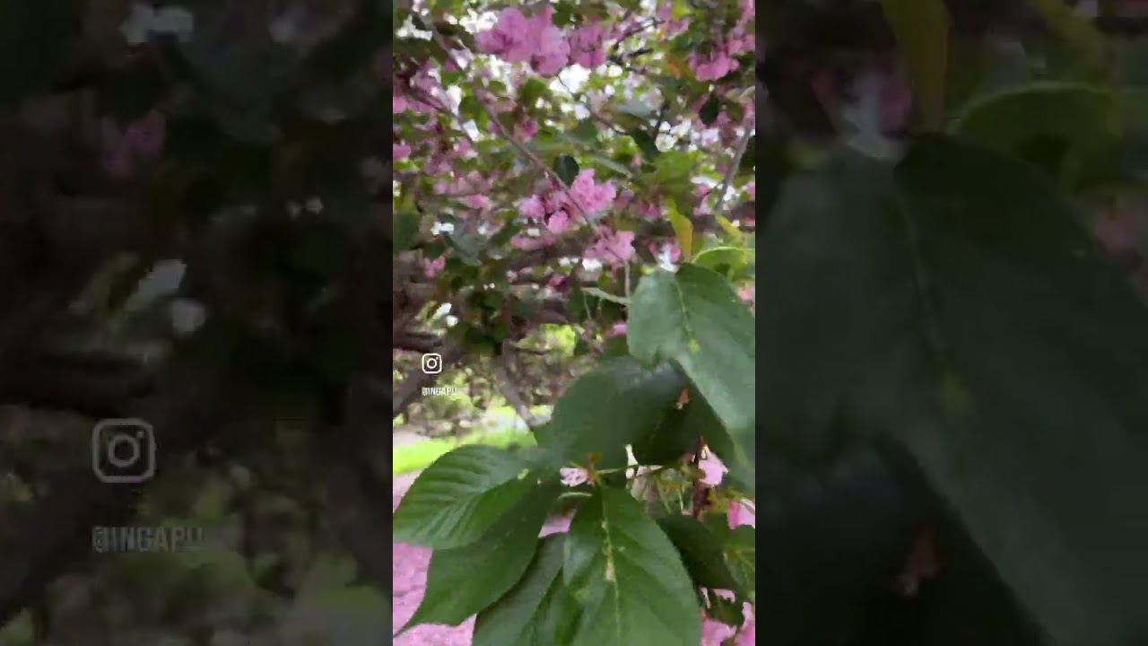 BOTANICAL GARDEN NORFOLK