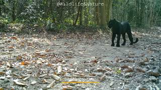 Beautiful Black Panther..สวยกว่านี้ไม่มีอีกแล้ว ..เสือดำ สวยมาก #wildlife #cameratrap #blackpanther