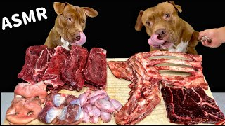 Best ASMR Dog In The World PITBULL EATING RAW FOODS SHEEP TESTICLES WHALE