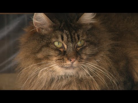 Video: Meistarklase Kaķu Mīļotājiem: Kā Ar Savām Rokām Padarīt Mājdzīvniekam Apkakli
