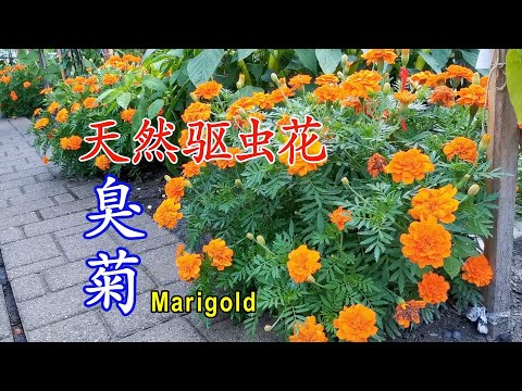 The companion plant marigold can repel insects