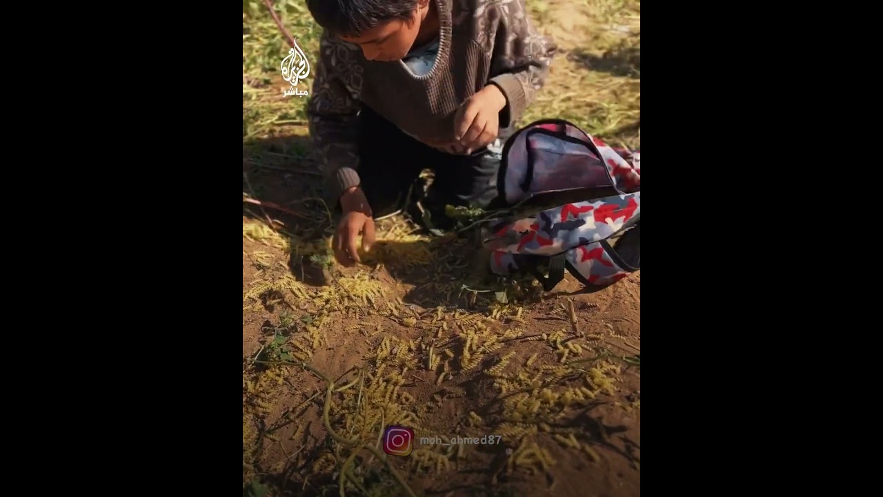 أطفال فلسطينيون يجمعون بقايا المساعدات الإنسانية بعدما أسقطتها الطائرات على الأرض