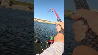 Download Lagu Een ULTRA zeldzaam riviermonster op een miljoen🤯(WAANZINNIG) MP3