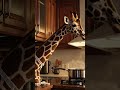 A giraffe cooking noodle soup?! 🦒🍜