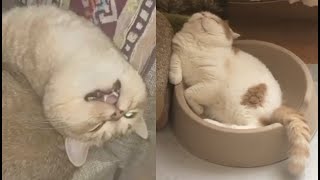 CATS | Always cute but not always graceful by Chucklesome Creatures 19,347 views 4 years ago 2 minutes, 29 seconds