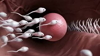 Human Fertilization – 3D Animation.