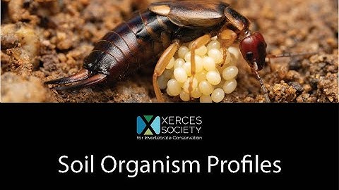 Farming with Soil Life Module 3.2 (Western Region/California): Soil Organism Profiles