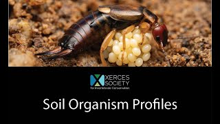 Farming with Soil Life Module 3.2 (Western Region/California): Soil Organism Profiles