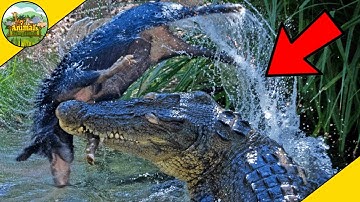 Most Incredible Snake And Reptile Attacks Caught On Camera