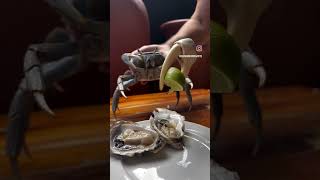 Crab Squeezing The Lime .