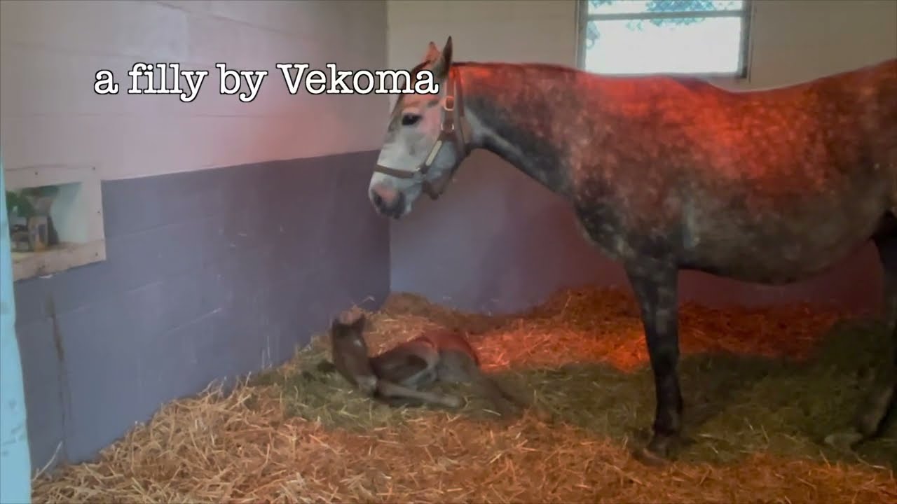 PETA LIES, a racehorse retires