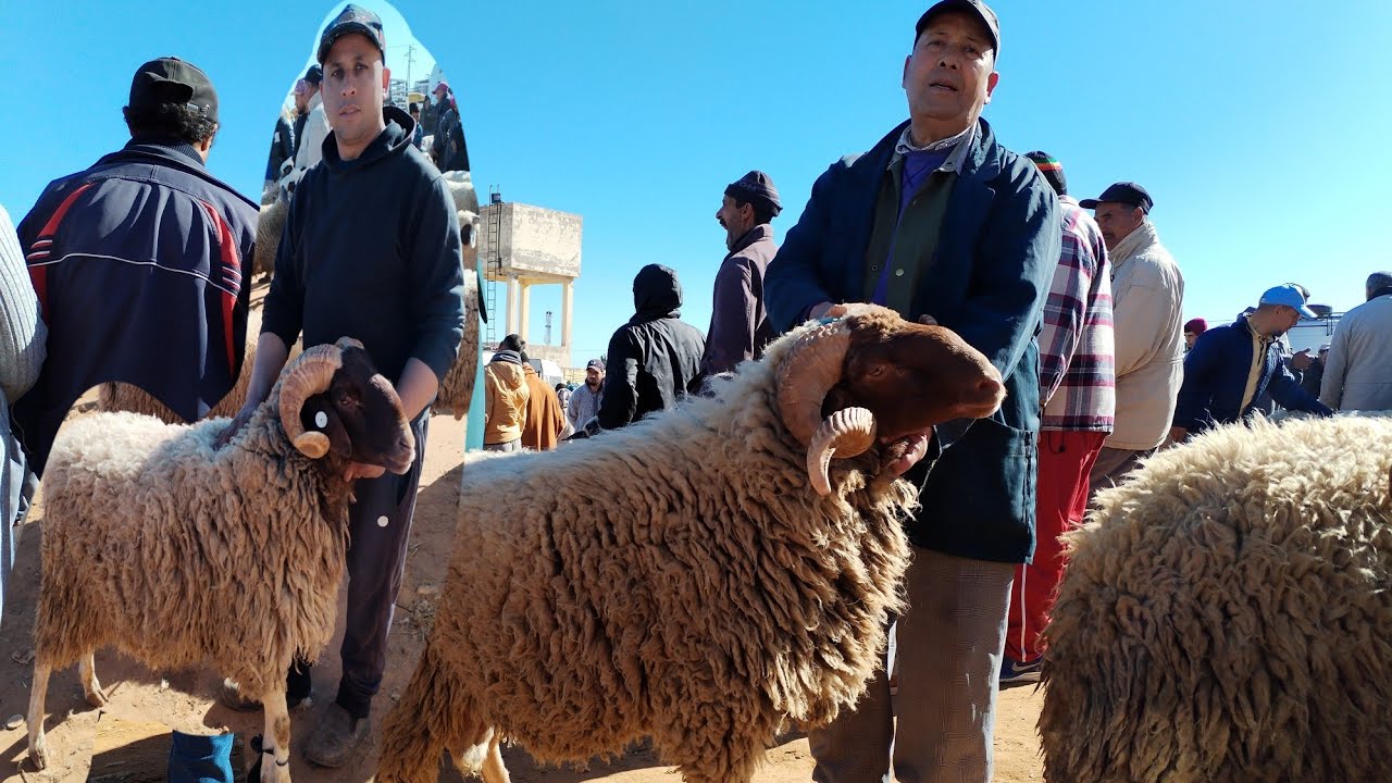 الله يعطينا الرخاء حولي فابور ف سوق احد سبع عيون نواحي مكناس فاس 1500 درهم شوف حولي قداش