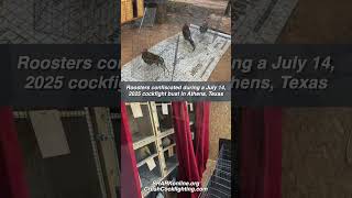 Rooster Sanctuary Request for Help