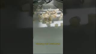 Fully Automatic Wafer Cone Making Machine | Mini Ice Cream Cone Cup Making Machine