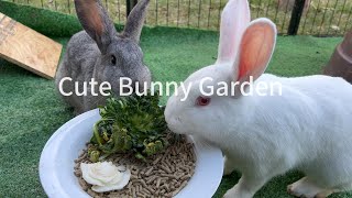 cute bunny eating green veg !#bunny #bunnylife #cute #rabbit #rabbitsoftiktok #petbunny #petrabbit