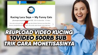 Gak Nyangka! Cuman Reupload 10Video Kucing Bisa Dapat 500Ribu Subscriber
