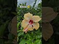 Flower shop in Athens  #shorts #youtubeshorts #shortsfeed #shortsflower #flowertypes