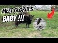 Gloria’s Baby is Finally Here! Meet Our Adorable New Calf! 🐮🍼