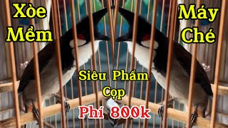 Siêu Phẩm Cọp Bản Máy Ché Xoè Mềm Bộ Dữ Chim | Phí 8.00k | Tiềm Năng Gột Giàn Giáo